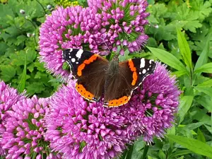 Annelies 04 Atalanta op Allium